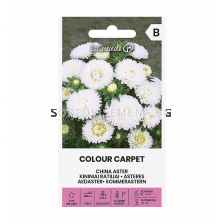 Астра бяла ASTER CHINA, COLOUR CARPET WHITE - 'SK - 0.5г