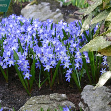 Хионодокса /Chionodoxa forbesii/ 1 бр 