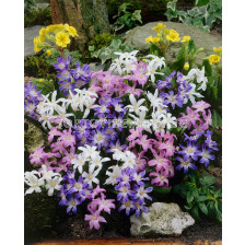 Хионодокса/ Chionodoxa mixed -1 бр.