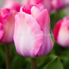 Лале/ Tulip greigii 'Mandy's Choice - 1 бр.