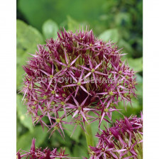 Декоративен лук Allium christophii - 1 бр.