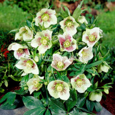Кукуряк /Helleborus Oriental Bollene/ 1 бр