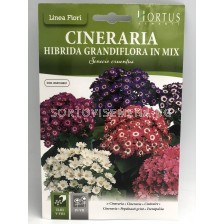 Цинерария грандифлора хибридна микс/ Cineraria hibrida