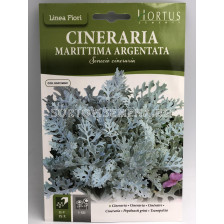 Морска цинерария сребриста/ Cineraria