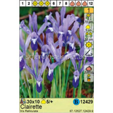 Ирис/  Iris Reticulata Clairette - Пакет: 1 оп. - 10 бр.
