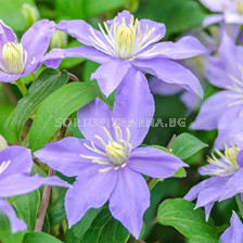 Клематис  Justa - Clematis Justa - 1 бр.