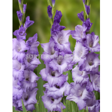 Гладиол Cobain/ large-flowered - 1 брой