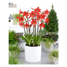 Амарилис colibri sonatini Balentino - 1 бр.