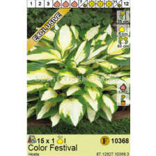 Хоста Color Festival  - 1 опаковка - 1 брой 