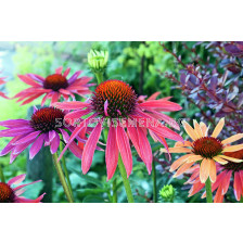 Ехинацея / Echinacea Hot Summer / 1 бр