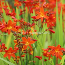 Крокосмия Constance/ Crocosmia crocosmiiflora - 1 брой