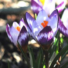 Минзухари  / Crocus sieberi 'Hubert Edelsten' / 1 бр