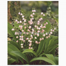 Момина сълза Розова - Convallaria Majalis Rosea - 1 корен