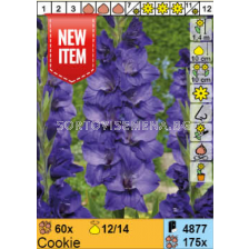 Гладиол Cookie - 1 брой