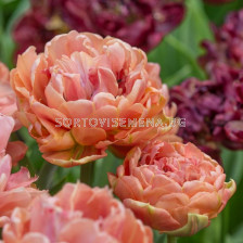 Лале /Tulip Copper Image/ 1 бр
