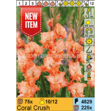 Гладиол Coral Crush - 1 брой