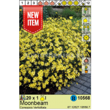 Кореопсис Verticillata Moombeam - 1 бр.