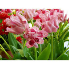 Лале coronet Picture - 1 бр.