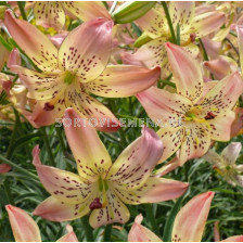 Лилиум/ Lilium asiatic Corsage 16/18 - 1 бр.