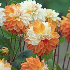 Далия / Dahlia Coup de Soleil / 1 бр