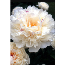 Божур Paeonia couronne d'or/ Peony- 1 бр.