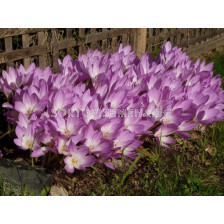 Колхикум /есенен минзухар / Colchicum Speciosum 1 бр