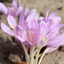 Колхикум / Colchicum  byzantinum/ 18/20