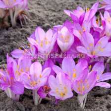 Колхикум /есенен минзухар / Colchicum The Purpureum1 бр