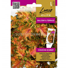 СК СЕМЕНА КОЛЕУС COLEUS BLUMEI COLOCHA SCARLET 