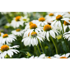 Ехинацея бяла /Echinacea Purpurea Alba/ 1 бр