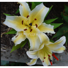Лилиум Conca d'Or/ Lilium ot-hybrids - 1 брой