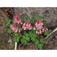 Коридалис/ Corydalis solida - 1 бр.