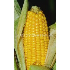 Семена царевица GSS 3951 -100 000 сем