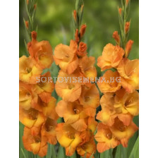 Гладиол/ Gladiolus large-flowered  'Cornelli' 12/14 - 1 бр.