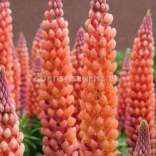 Лупина /Lupinus Salmon red/ 1 бр