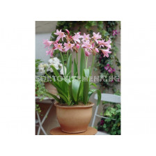 Кринум / Crinum powellii / 1 бр