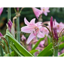 Crinum powellii - размер XXL