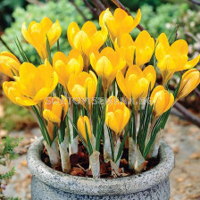 Минзухар /Crocus Crocus Yellow Mammoth / 6/7