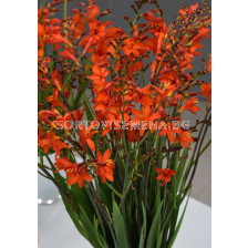 Крокосмия Anna Marie/ Crocosmia crocosmiiflora L.F. 'Anna Marie - 1 бр.