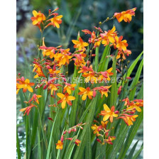 Крокосмия /Crocosmia 'Suzanna'/