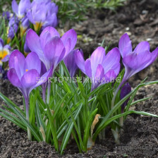 Минзухар vernus ssp vernus - 1 бр. - sortovisemena.bg Минзухар vernus ssp vernus - 1 бр.