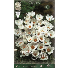 Минзухари  Ard Schenk