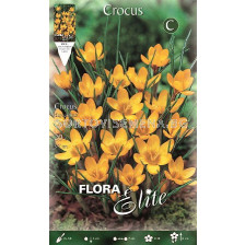 Минзухари Dorothy