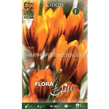 Минзухари  Orange Monarch