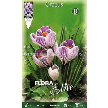 Минзухари (Crocus) Pickwick 