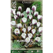 Минзухари (Crocus) Prins Claus