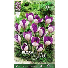 Минзухари  Vanguard