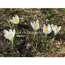 Минзухари vernus ssp albiflorus - 1 бр.