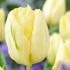 Лале /Tulip Creme Flag/ 11/12