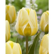 Лале/ Tulip darwin hybrid Cream Cocktail - 1 бр.